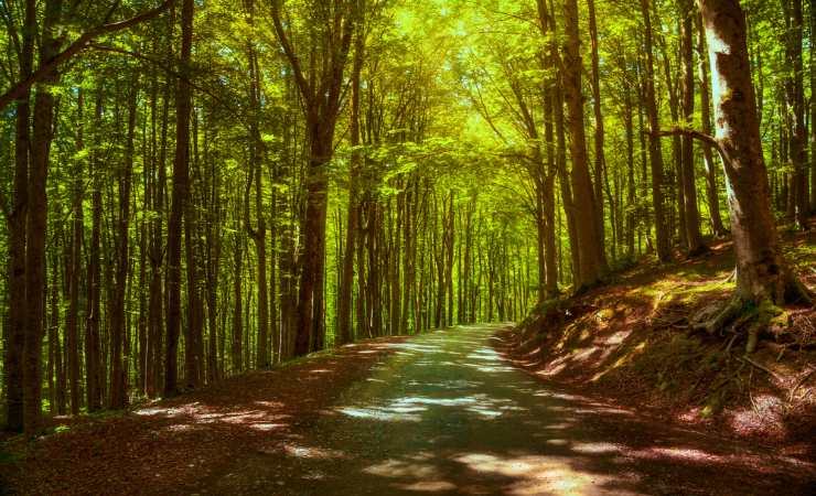 Foreste Casentinesi parco