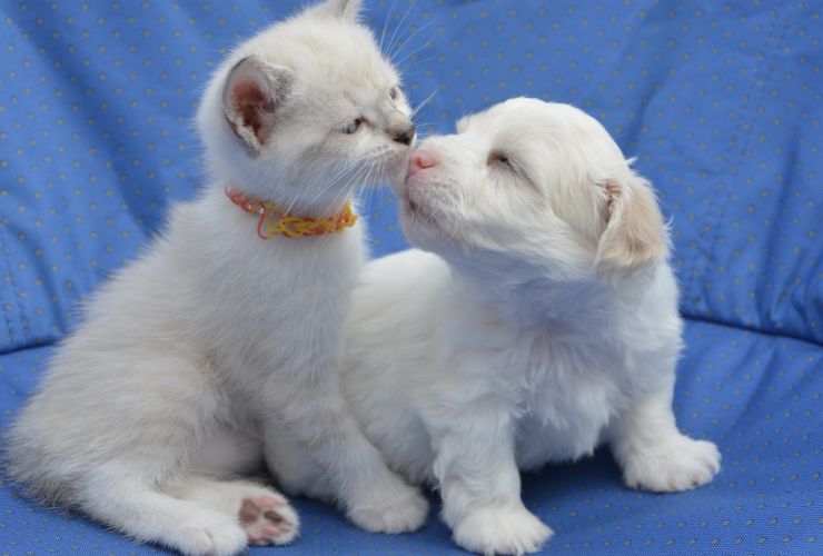 Cani e gatti