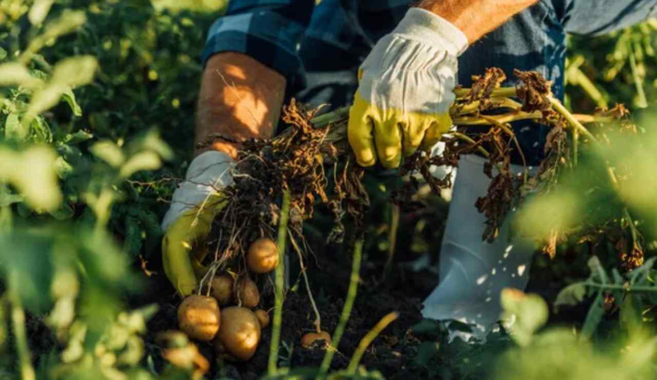Agricoltore (Depositphotos foto) - www.statodonna.it