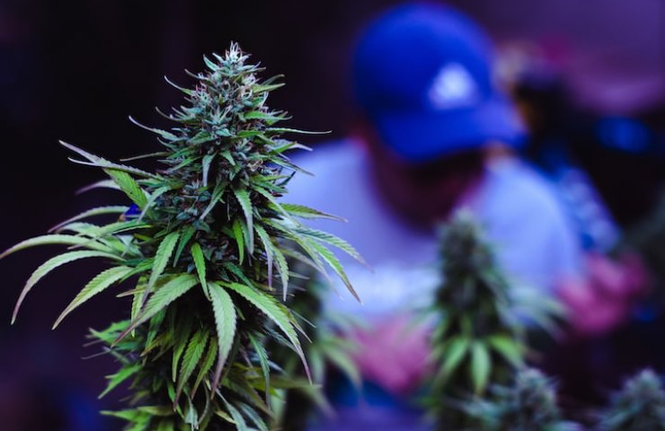 Cannabis light