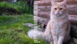 Gatto