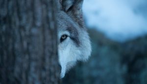 Una tecnica che potrebbe esser applicata per tanti altri animali