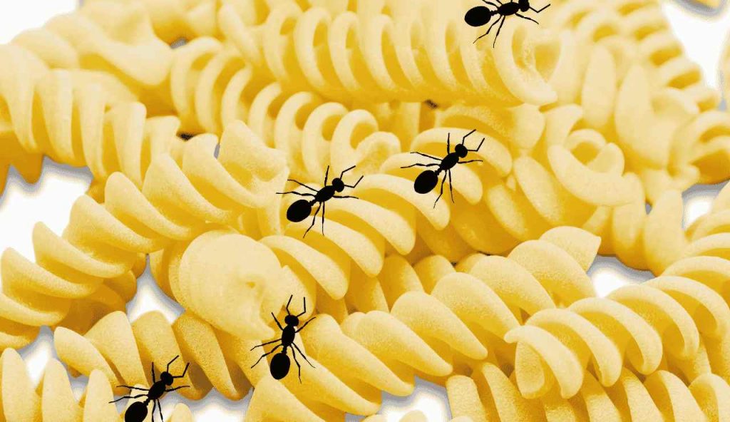Insetti nella pasta