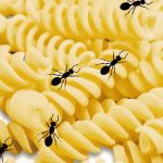 Insetti nella pasta
