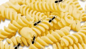 Insetti nella pasta