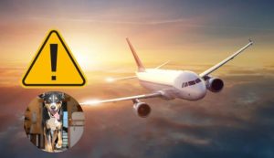 Aereo cani e pericoli (Depositphotos foto) - www.statodonna.it