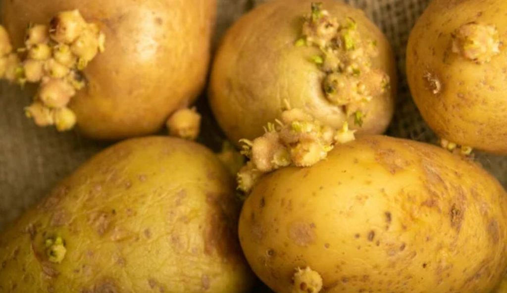 Patate con germogli (Depositphotos foto) - www.statodonna.it