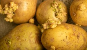 Patate con germogli (Depositphotos foto) - www.statodonna.it